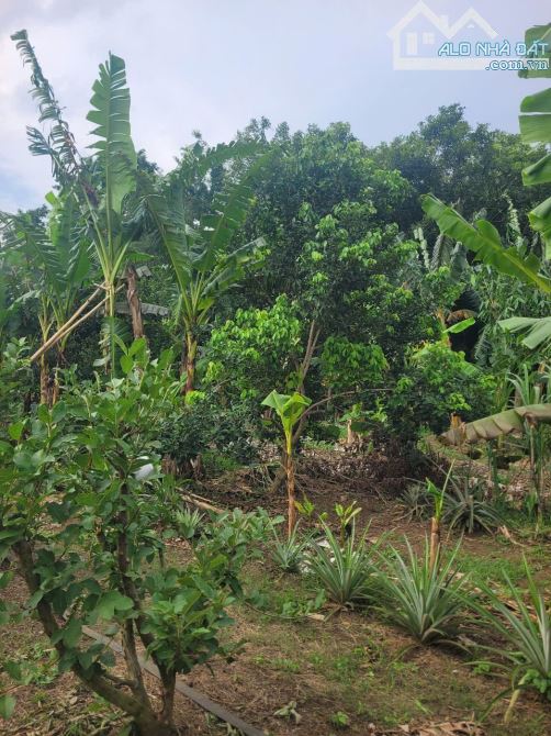 1mẫu2 view vườn cây trái, ao sen mát mẻ, đường nhựa đi 700tr/sào - 3