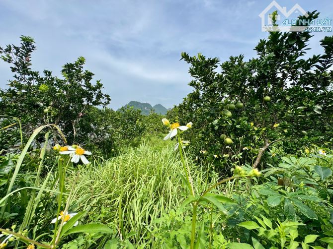 739m Có 100m Đất Ở - Lô Góc 2 Mặt Tiền - Trên Đất Trồng Sẵn Bưởi - 4