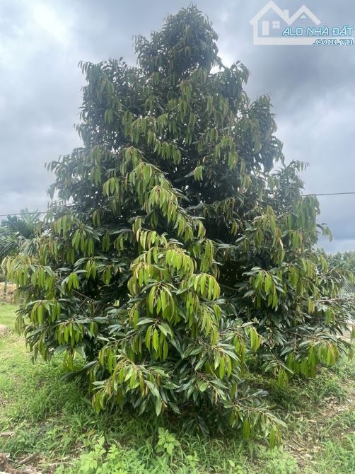 Bán gần 1.85ha đất trồng sầu riêng và câu tại Quảng Hiệp - Cư Mgar