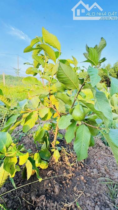 845m2 vườn cây ngay QL55 VIEW ÔM TRỌN CÁNH ĐỒNG LÚA🌾🌾 --- 🌈DT: 845m2; sẵn 80m thổ cư ✅