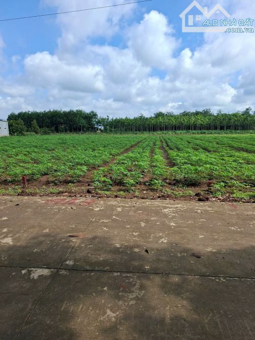 Chủ bán nhanh đất ngay sau lưng UBND xã An Linh, 350m2 Gía 530tr - Đất HCM - 1
