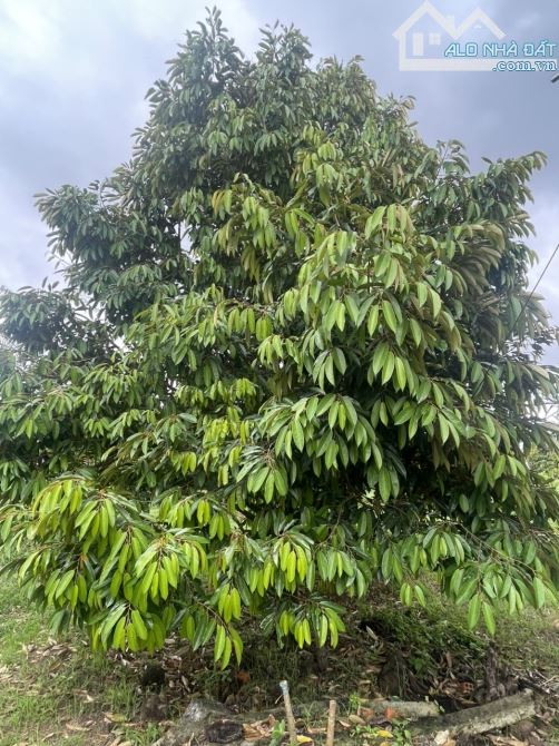 Bán gần 1.85ha đất trồng sầu riêng và câu tại Quảng Hiệp - Cư Mgar - 1