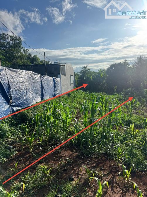 ❌ BÁN ĐẤT ĐƯỜNG B3, THÔN 4 (CƯBUA) PHƯỜNG BUÔN MA THUỘT - 1