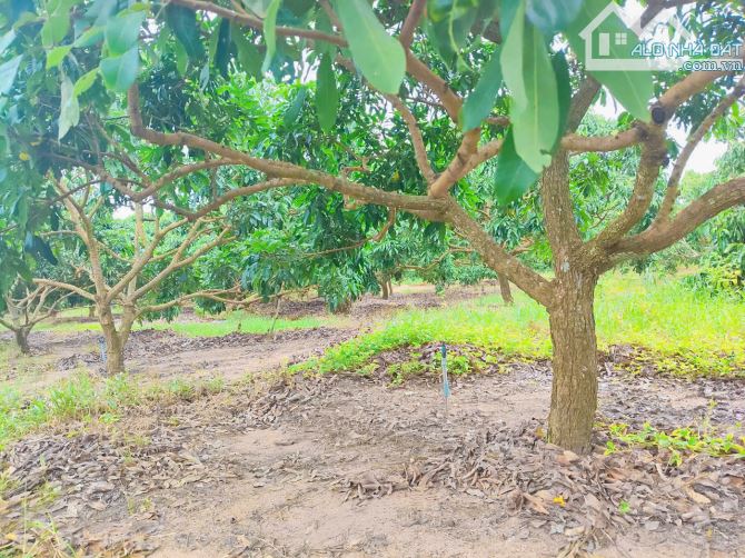 Cần bán vườn xoài 12.496m2 đất phủ hồng, mặt tiền nhựa đến 76m, cách biển 15 phút - 2