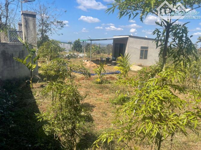 🌳 ĐẤT NHÀ VƯỜN 3 MẶT TIỀN – HẺM ĐẠI LỘ ĐÔNG TÂY – P. TỰ AN - 2