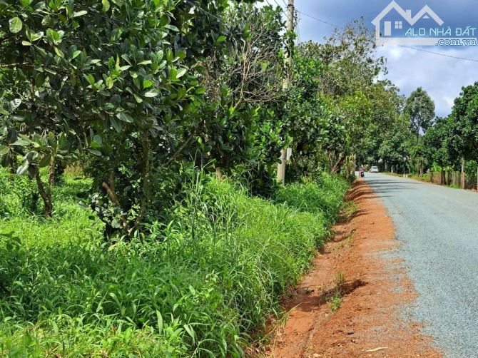 Đất HCM - Gía chỉ có 2tr/m2, ngay sau lưng chợ An Linh, Phú giáo - 2