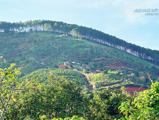 Bán đất thổ cư TT.Nam Ban, Lâm Hà 6650m² - 1