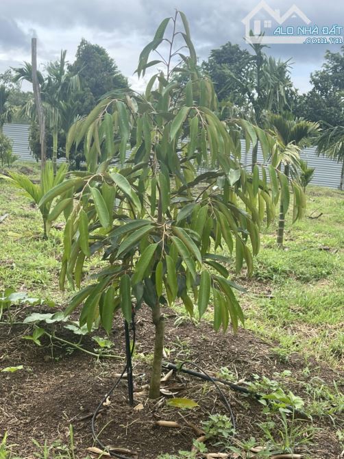 Bán gần 1.85ha đất trồng sầu riêng và câu tại Quảng Hiệp - Cư Mgar - 2