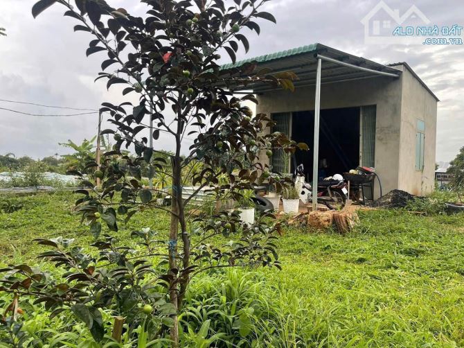 🌳 ĐẤT NHÀ VƯỜN 3 MẶT TIỀN – HẺM ĐẠI LỘ ĐÔNG TÂY – P. TỰ AN - 3
