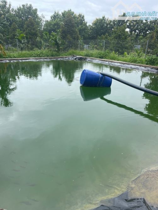 Bán gần 1.85ha đất trồng sầu riêng và câu tại Quảng Hiệp - Cư Mgar - 4