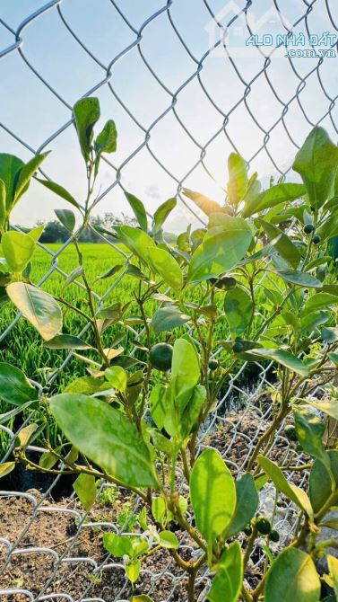 845m2 vườn cây ngay QL55 VIEW ÔM TRỌN CÁNH ĐỒNG LÚA🌾🌾 --- 🌈DT: 845m2; sẵn 80m thổ cư ✅ - 5