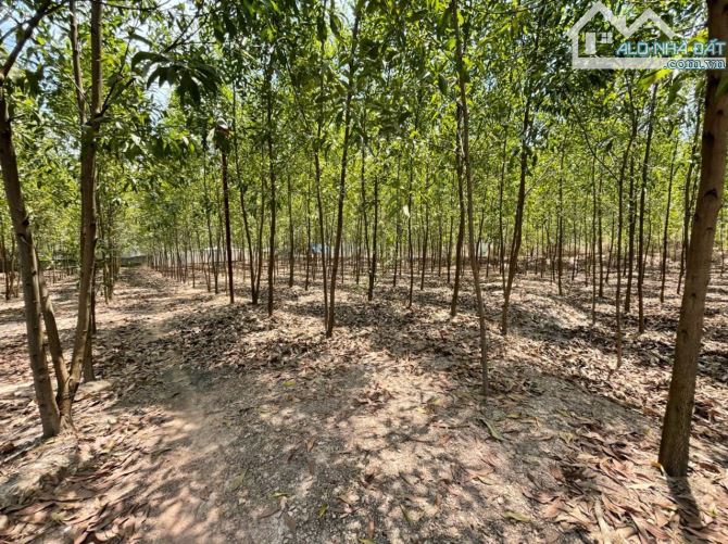 Bán lô đất đường xe hơi DT 767, Bình Minh, Trảng Bom, Đồng Nai - 6