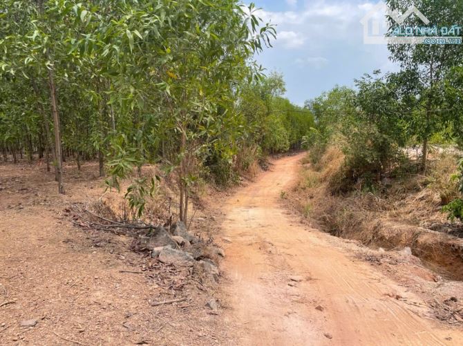 Bán lô đất đường xe hơi DT 767, Bình Minh, Trảng Bom, Đồng Nai - 7