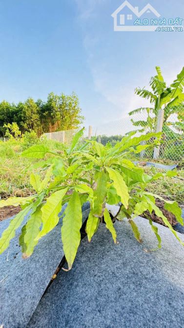 845m2 vườn cây ngay QL55 VIEW ÔM TRỌN CÁNH ĐỒNG LÚA🌾🌾 --- 🌈DT: 845m2; sẵn 80m thổ cư ✅ - 8
