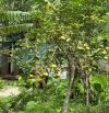 Chỉ 2,85 tỷ gần 5ha Thanh Sơn,cách tỉnh lộ chỉ 50m,đường bê tông vào tận đất,sẵn ao,vườn đ
