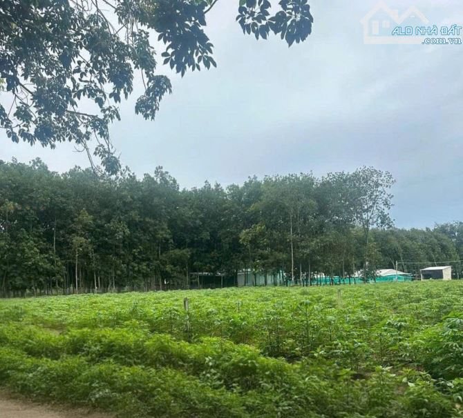 CHỦ NGỘP – BÁN GẤP ĐẤT XÀO 1000M²  CHỈ VỚI GIÁ 390 TRIỆU