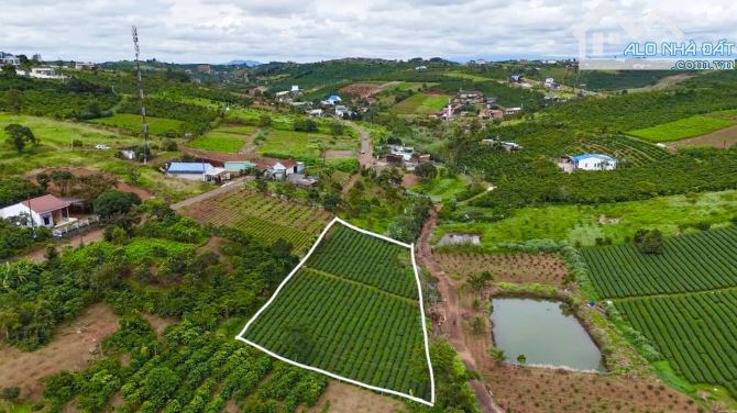 THƠM❗️❗️ Bán đất đường nhựa Tôn Thất Thuyết, Dambri (phường 2) Bảo Lộc. GẦN KIWIKI