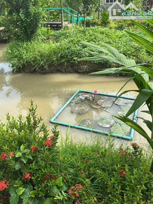 Bán đất 1.500 m2 có nhà cây ăn trái gần chợ Mỹ Khánh - 10