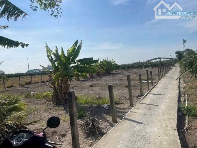 980m2 đất trồng thanh long giá 449tr 3MT đường, cách nhựa 827 tầm 250m sổ hồng - 1