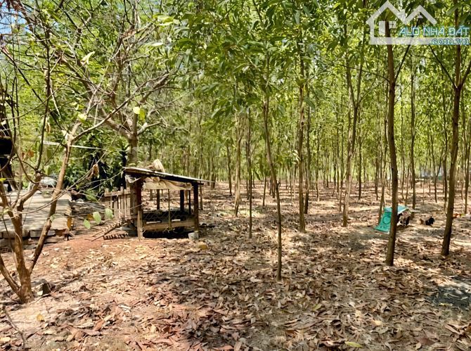 D302 Đất Mặt Tiền đường Vành Đai 4, Bình Minh - Trảng Bom. Hơn 3ha. Giá chỉ 800k/m2 - 1