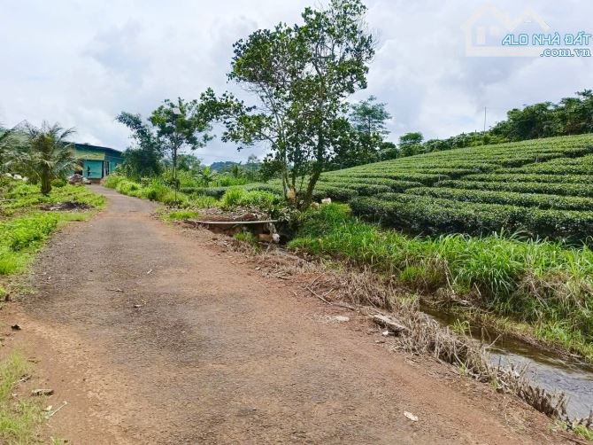 THƠM❗️❗️ Bán đất đường nhựa Tôn Thất Thuyết, Dambri (phường 2) Bảo Lộc. GẦN KIWIKI - 1