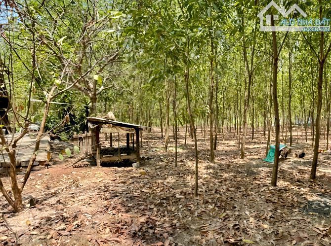 D302 Đất Gần Mặt Tiền đường Vành Đai 4, Bình Minh - Trảng Bom. Hơn 3ha. Giá chỉ 800k/m2 - 1
