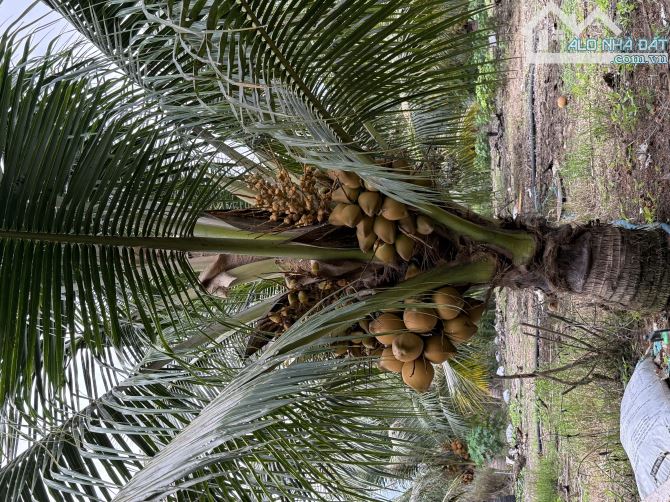 Bán đất tại xã Xuân Đông Đồng Nai - 1