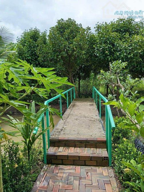 Bán đất 1.500 m2 có nhà cây ăn trái gần chợ Mỹ Khánh - 12
