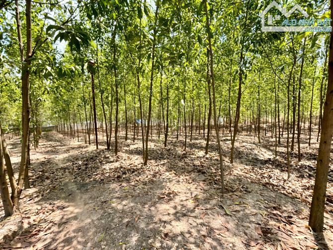 Đất Mặt Tiền đường Vành Đai 4, Bình Minh - Trảng Bom - 2