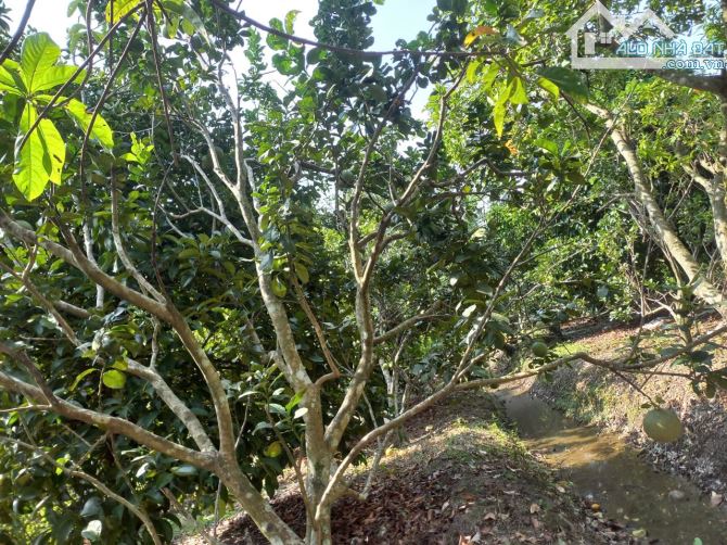 Bán đất Trung An 2 mặt tiền trước sau gần Sông Sài Gòn rất đẹp - 2