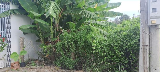 👉Cần bán miếng đất . Kp3. P9.tp Mỹ Tho. Tg. Giờ phường mỹ phong ,tỉnh đồng tháp - 2