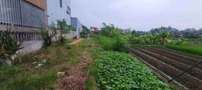 Đất đẹp 602m²+ 2200 đất ruộng tại  thôn Nhân Lễ, Song Mai – Gần hồ, đường ô tô thoải mái - 2