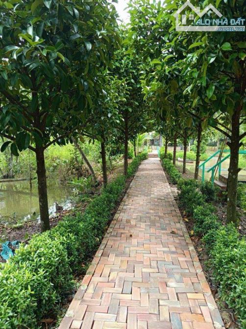 Bán đất 1.500 m2 có nhà cây ăn trái gần chợ Mỹ Khánh - 2