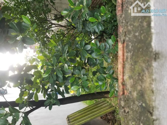 BÁN ĐẤT CỔ LOA - ĐÔNG ANH - DT 57M - GIÁ 3 TỶ - 2