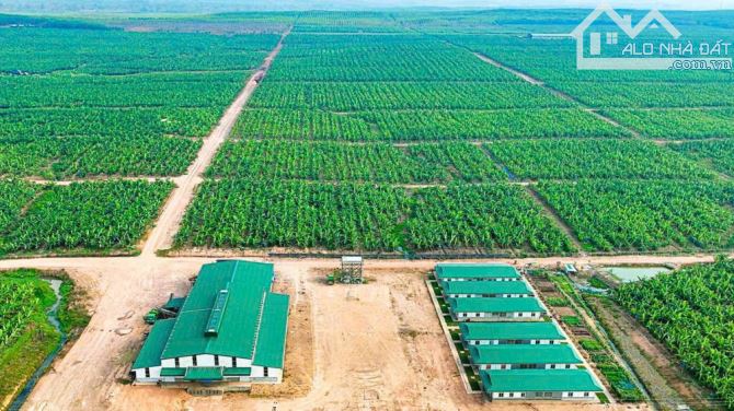 Bán mảnh đất được phép xây dựng Trang trại, nhà Yến  tỉnh Khánh Hòa - 4