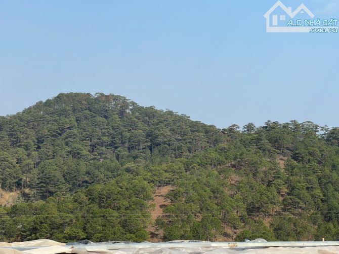 408M2 FULL XD - HAI MẶT TIỀN ĐƯỜNG CHÍNH HOÀNG HOA THÁM - NGANG 20MET VIEW RỪNG THÔNG - 4