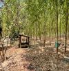 Đất Mặt Tiền đường Vành Đai 4, Bình Minh - Trảng Bom. Hơn 3ha. Giá chỉ 800k/m2