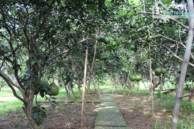 Giá 4,7 tỷ. Bán gấp 1000m2 vườn bưởi Bình Lợi (P. Tân Triều),Đồng Nai. 26x38m. Đường ô tô.