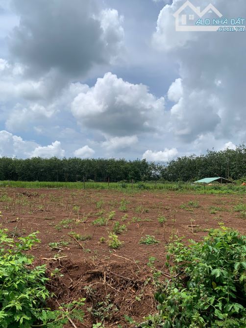 ĐÓN SÓNG KHU CÔNG NGHIỆP SỞ HỮU ĐẤT VÀNG