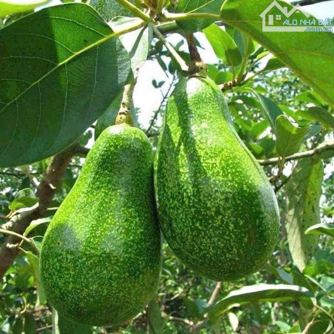 Gấp lắm rồi AC ơi, chú em ổng muốn bỏ xứ về quê trồng bơ nuôi á, nên bán căn nhà ở Tân An