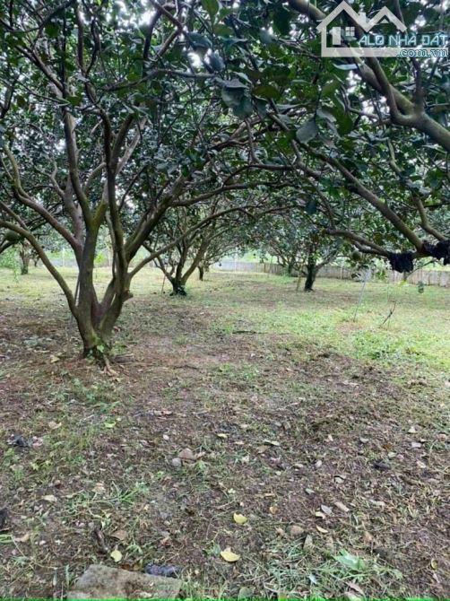Giá 4,7 tỷ. Bán gấp 1000m2 vườn bưởi Bình Lợi (P. Tân Triều),Đồng Nai. 26x38m. Đường ô tô. - 1