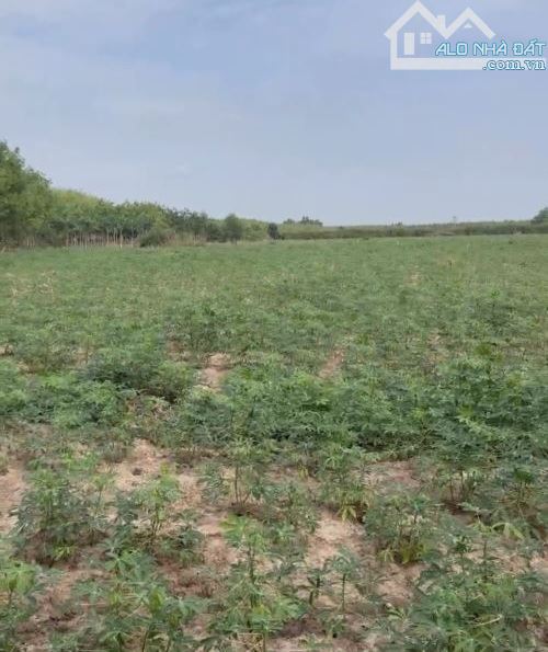 Bán 4.824 m2 đất mặt tiền Long Nguyên 05 Bàu Bàng sát bên KCN Bàu Bàng - 1