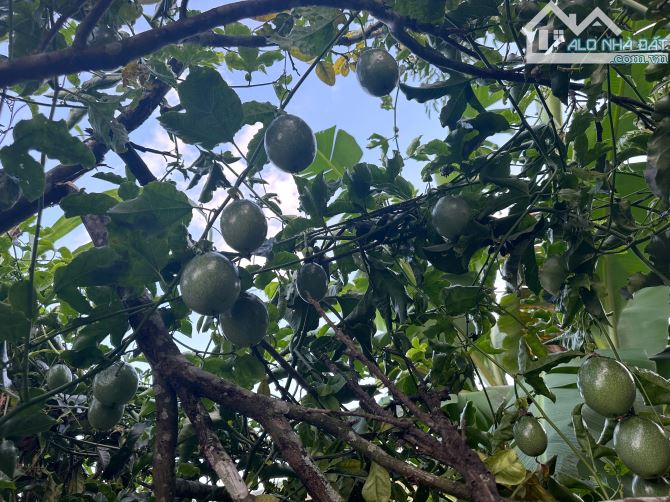 BÁN KHU NGHỈ DƯỠNG PHƯỜNG CAM LY ĐÀ LẠT - DIỆN TÍCH HƠN 9.000M2 TẶNG TOÀN BỘ HẠ TẦNG - 1