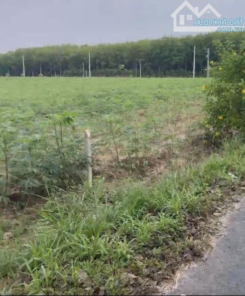 Bán 4.824 m2 đất mặt tiền Long Nguyên 05 Bàu Bàng sát bên KCN Bàu Bàng - 2