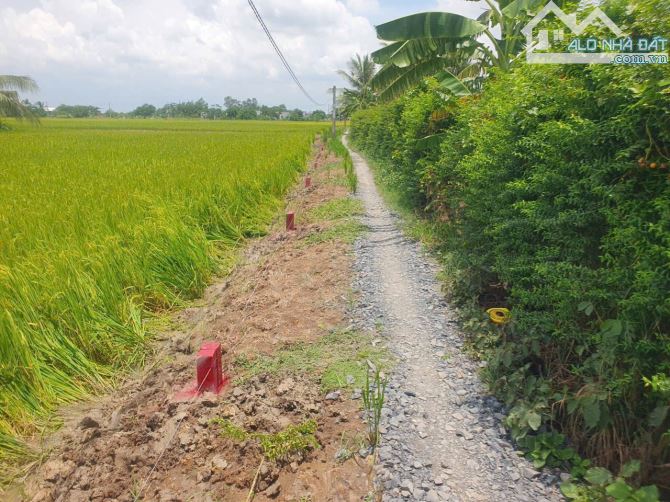 cần bán 111m2 đất thổ giá 389triệu thuộc Tân Lân, Cần Đước sổ sẵn - 2