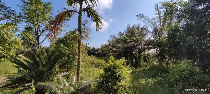 Bán hơn 5000m đất,trên đất có mô hình VAC ở kiến thụy,hải Phòng - 3