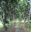 Giá 4,7 tỷ. Bán gấp 1000m2 vườn bưởi Bình Lợi (P. Tân Triều),Đồng Nai. 26x38m. Đường ô tô.