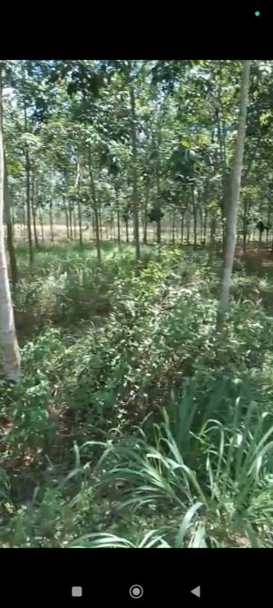 9 công 3 đất cao su Thạnh Tây, Tân Biên, mặt tiền nhựa hơn 200m