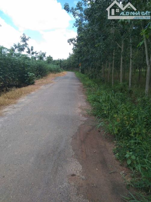 9 công 3 đất cao su Thạnh Tây, Tân Biên, mặt tiền nhựa hơn 200m - 1