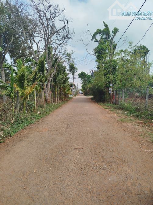 ĐẤT ĐƯỜNG D2 BUÔN JU NGAY CHỢ ĐẠT LÝ ĐI VÀO: GIÁ 1.35 tỷ - 1